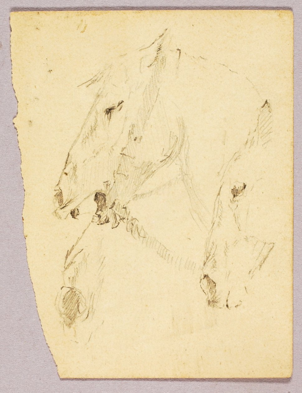 Hestehoveder af Solon H. Borglum