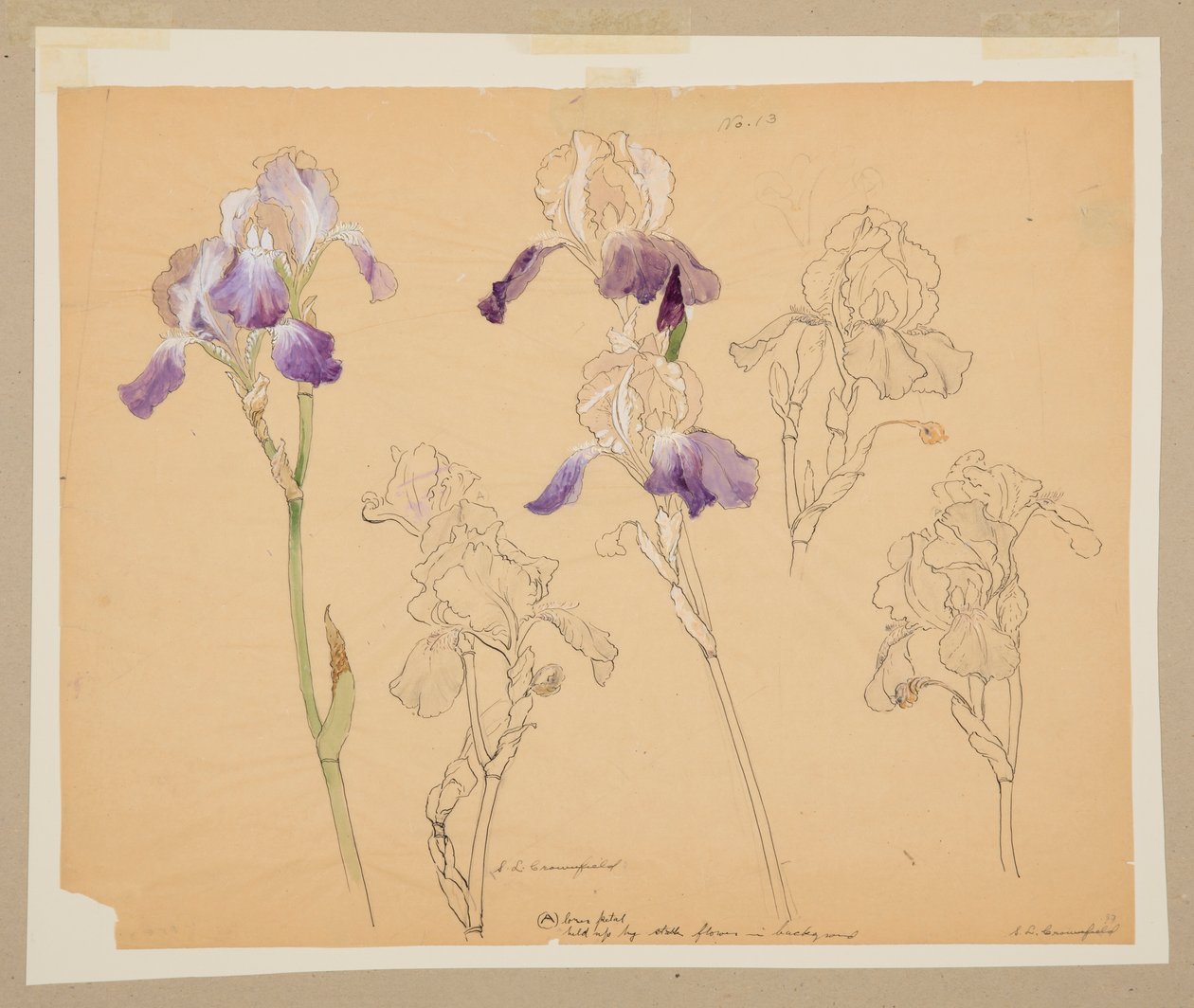 Studie af iris af Sophia L. Crownfield