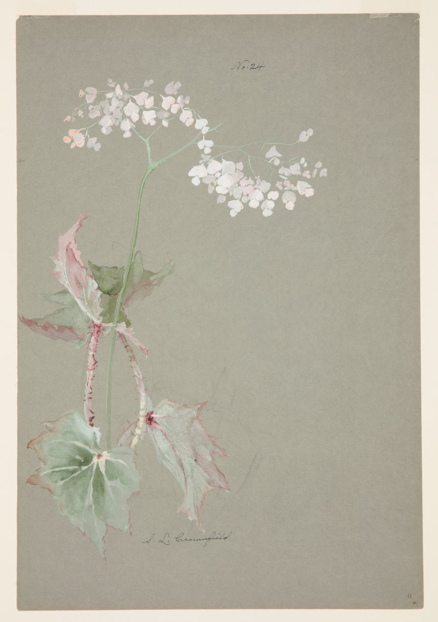 Undersøgelse af Pink Begonia af Sophia L. Crownfield