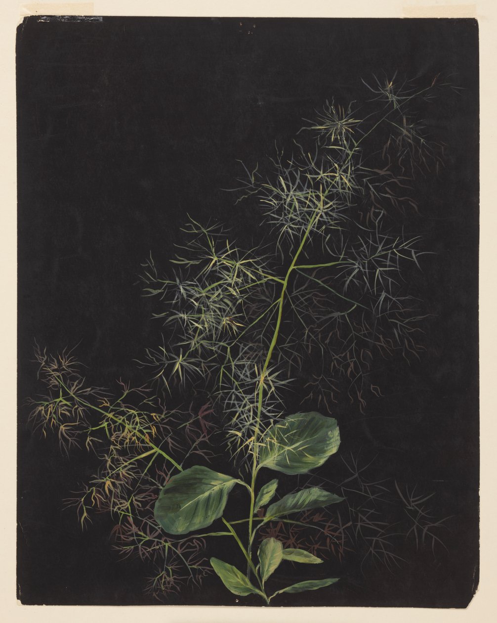 Undersøgelse af plante, muligvis tuftet hårgræs af Sophia L. Crownfield