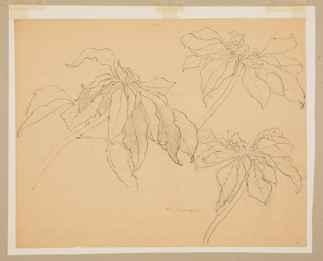 Studie af julestjerner af Sophia L. Crownfield
