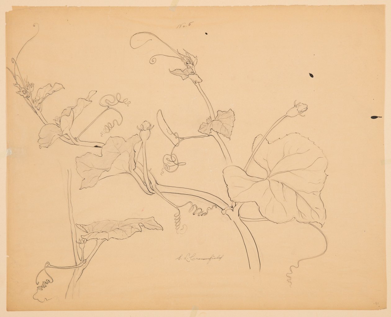 Studie af Squash Vines af Sophia L. Crownfield