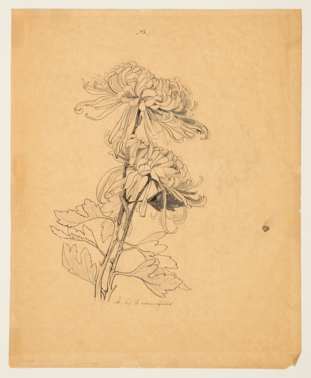 Undersøgelse af to krysantemum af Sophia L. Crownfield