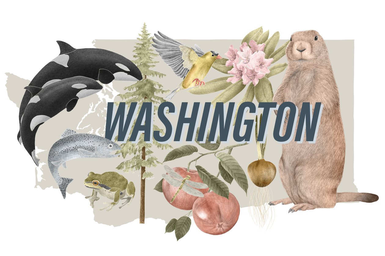 Washington State Symbols, 2018 (grafitblyant  digital) af Stacy Hsu