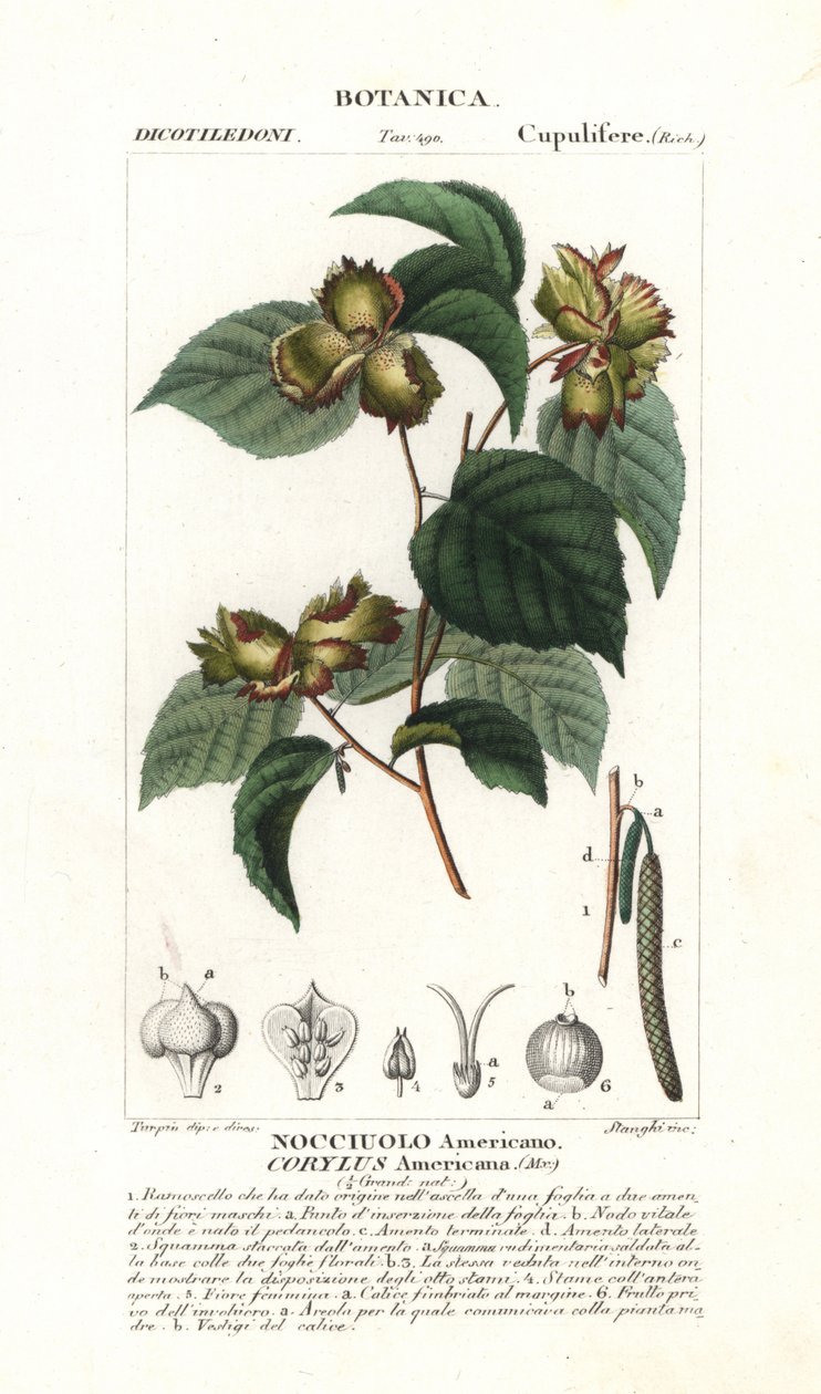 Amerikansk hasselnød, Corylus americana af Stanghi Stanghi