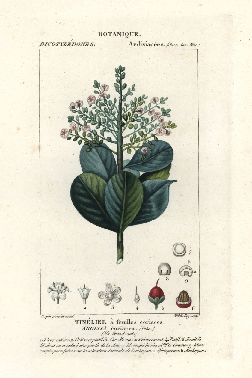 Oksetræ, Ardisia coriacea af Stanghi Stanghi