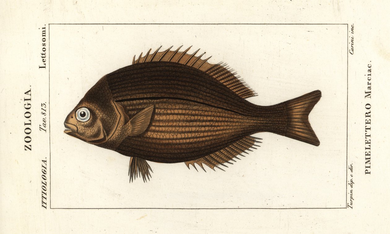 Brassy Chub, Kyphosus vaigiensis af Stanghi Stanghi