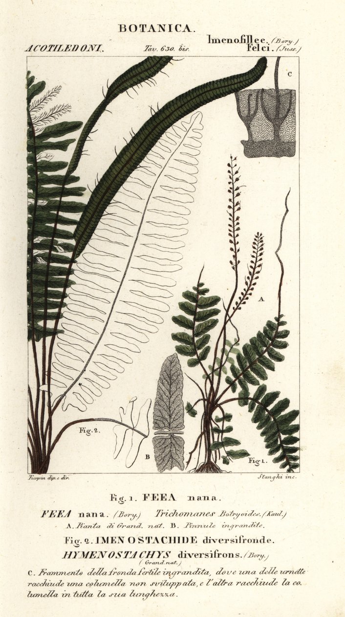 Børstebregne, Trichomanes botryoides af Stanghi Stanghi