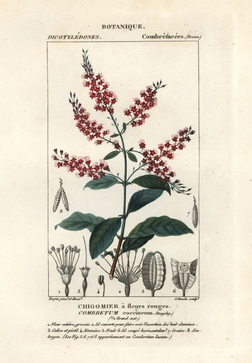 Bushwillow, Combretum coccineum af Stanghi Stanghi