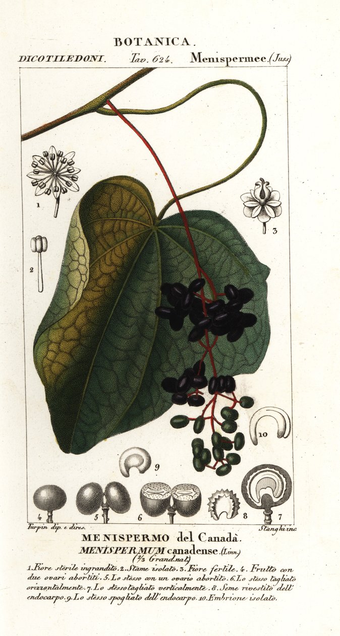 Canadisk moonseed, menispermum canadense af Stanghi Stanghi