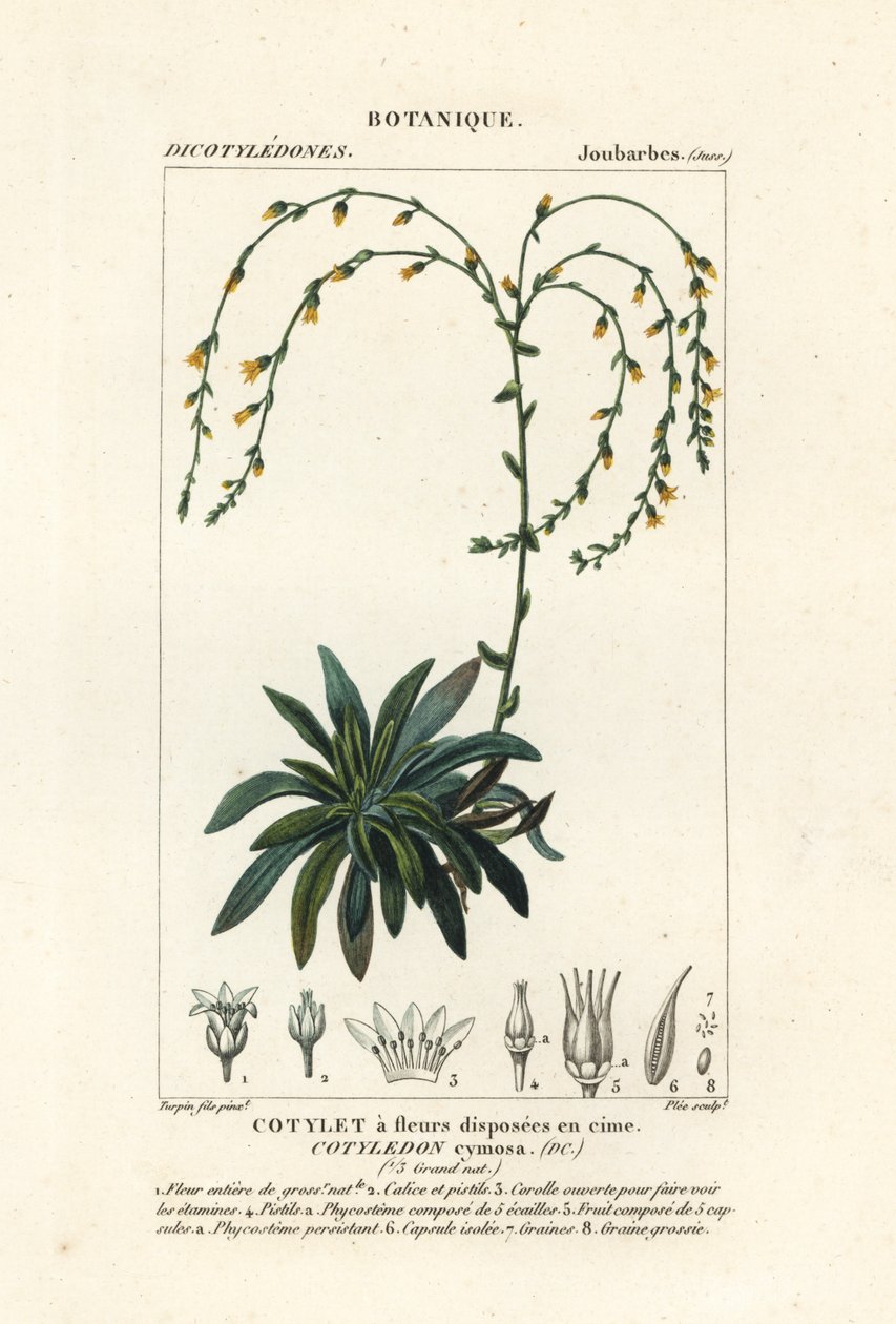 Canyon live-forever,, Dudleya cymosa af Stanghi Stanghi