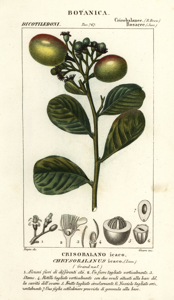 Cocoplum, Chrysobalanus icaco af Stanghi Stanghi
