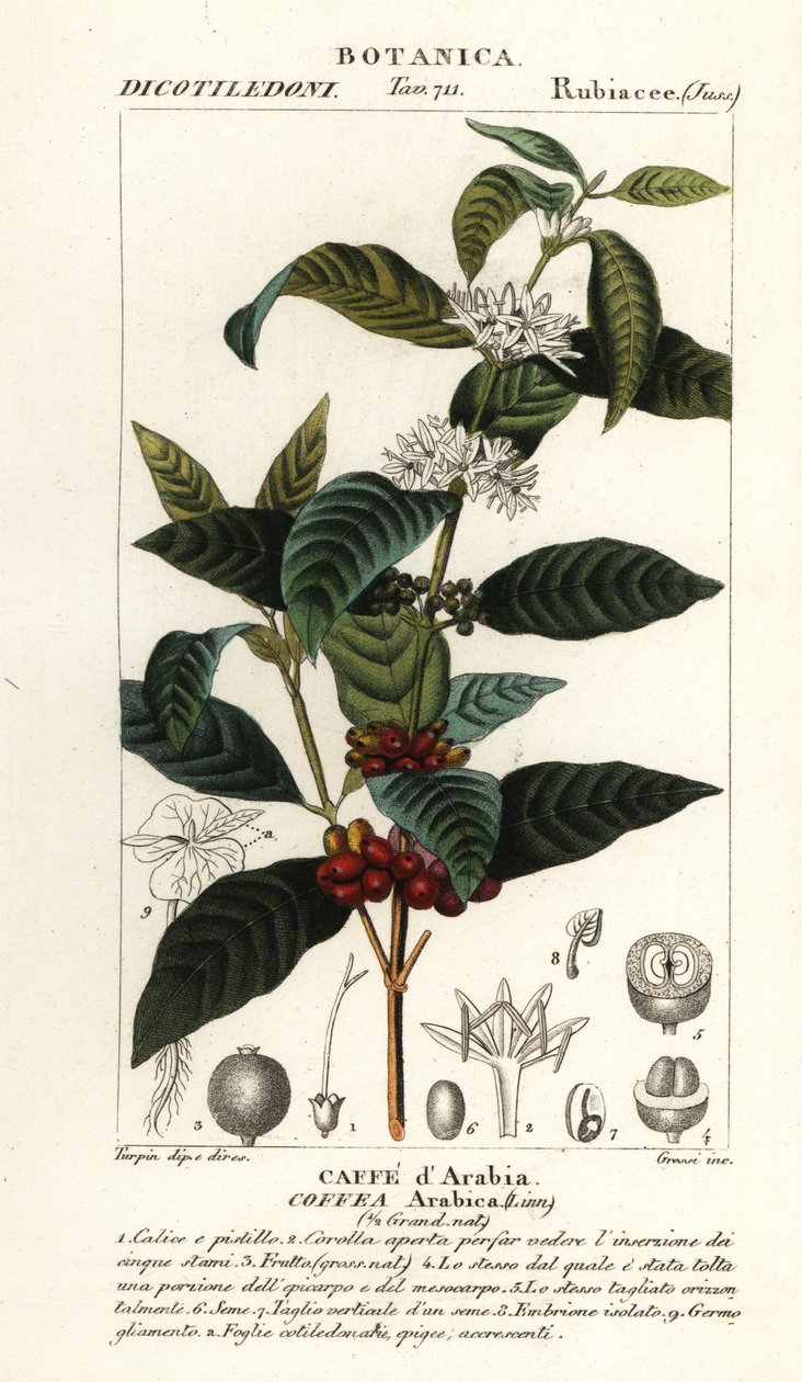 Kaffe, Coffea arabica, Caffe d