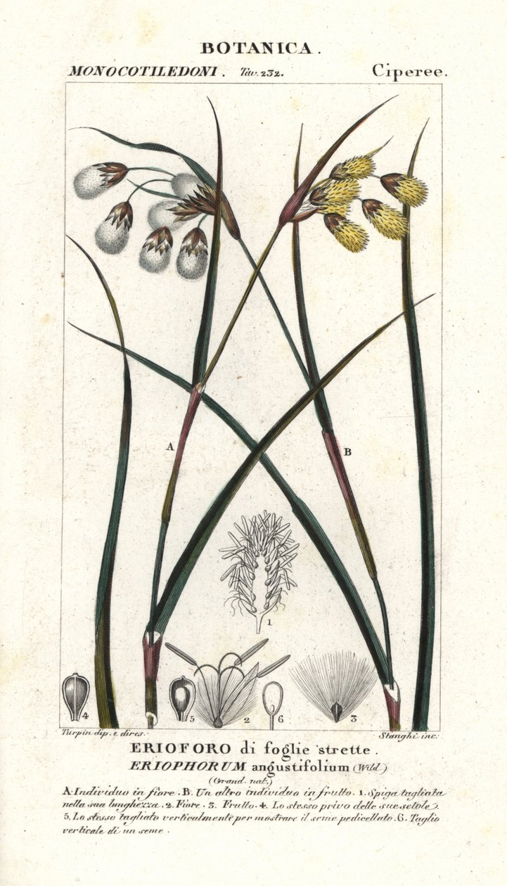 Bomuldsgræs eller vatpind, Eriophorum angustifolium af Stanghi Stanghi