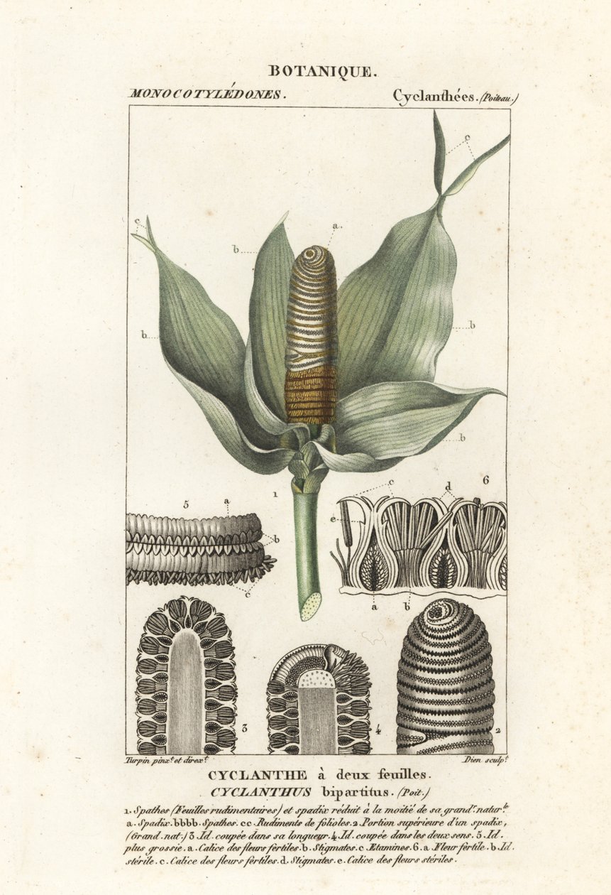 Cyclanthus bipartitus af Stanghi Stanghi