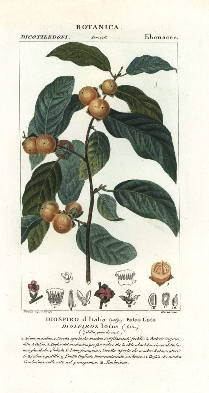 Dadelblomme, Diospyros lotus af Stanghi Stanghi