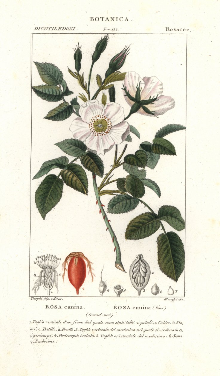 Hunderose, Rosa canina af Stanghi Stanghi