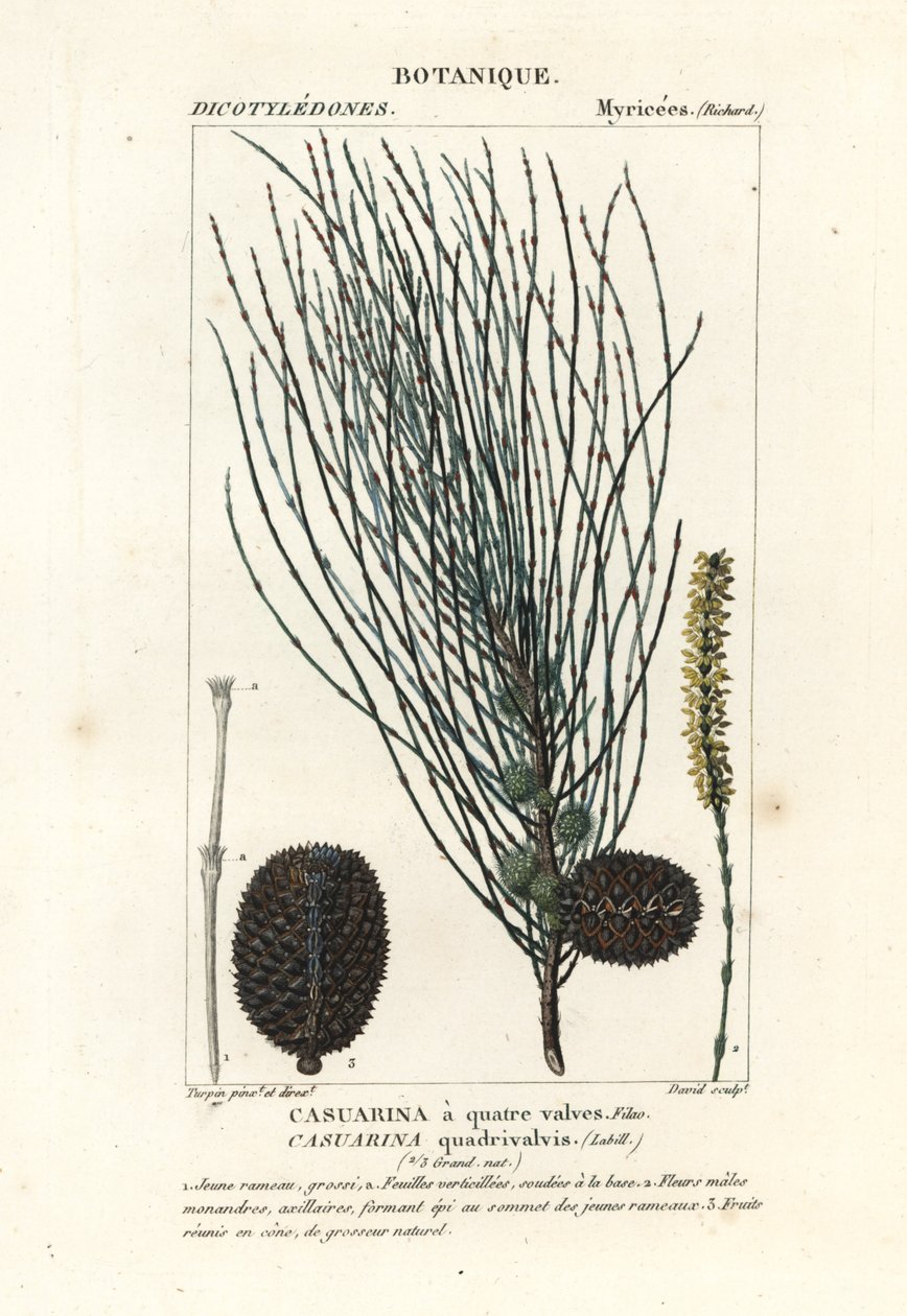 Nedhængende sheoak, Allocasuarina verticillata af Stanghi Stanghi