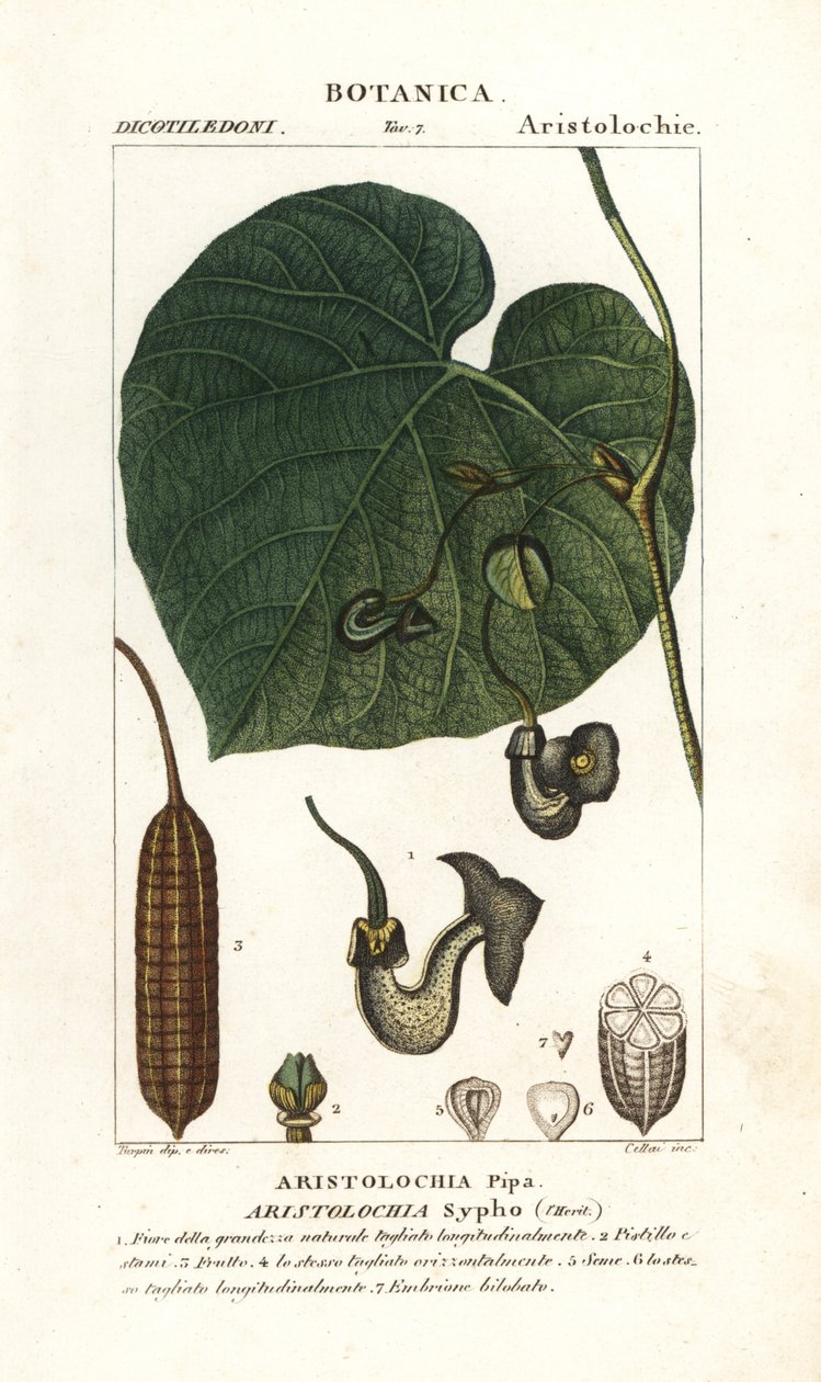 Hollænderpibe eller vinstokke, Aristolochia macrophylla af Stanghi Stanghi