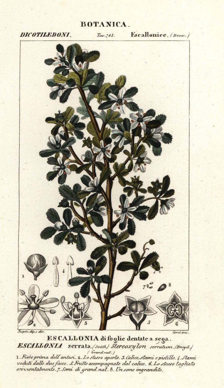 Escallonia serrata af Stanghi Stanghi