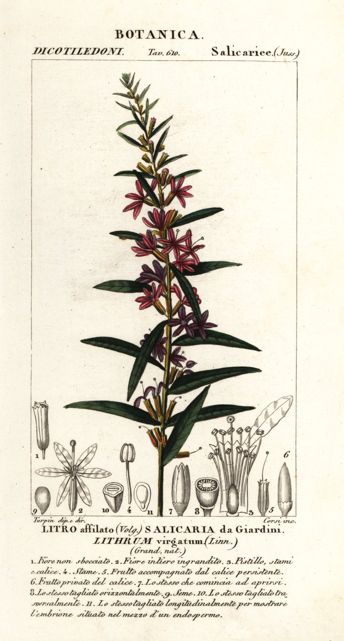Europæisk tryllestav loosestrife, Lythrum virgatum af Stanghi Stanghi