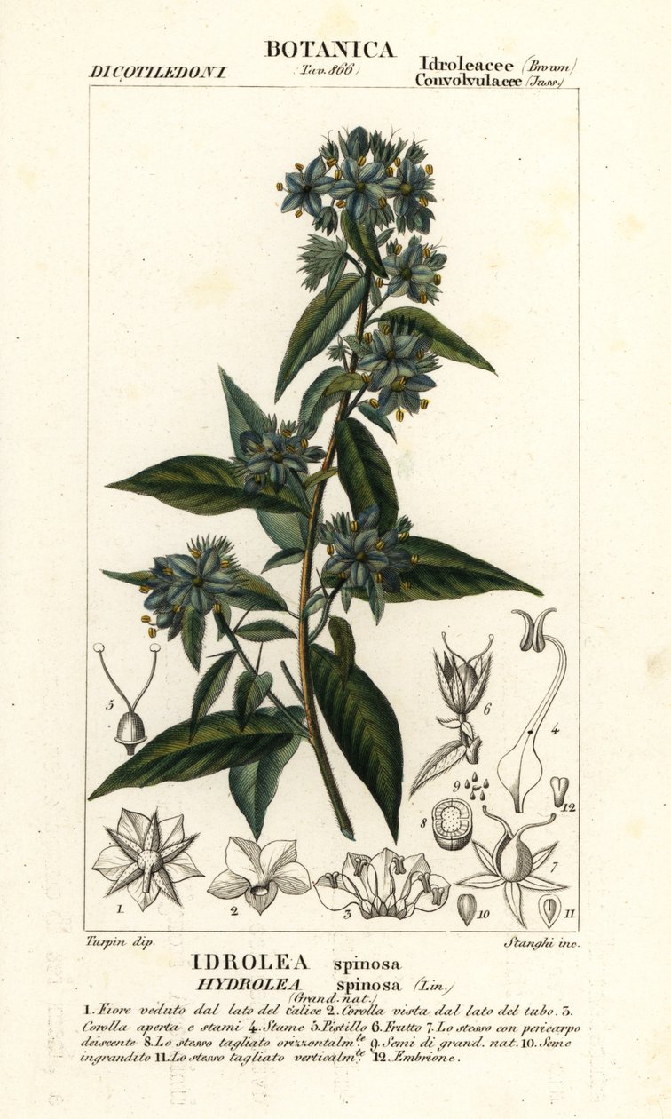 Falsk violinblad, Hydrolea spinosa af Stanghi Stanghi