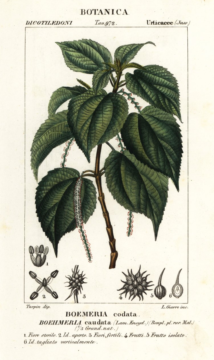 Falsk nælde, Boehmeria caudata af Stanghi Stanghi