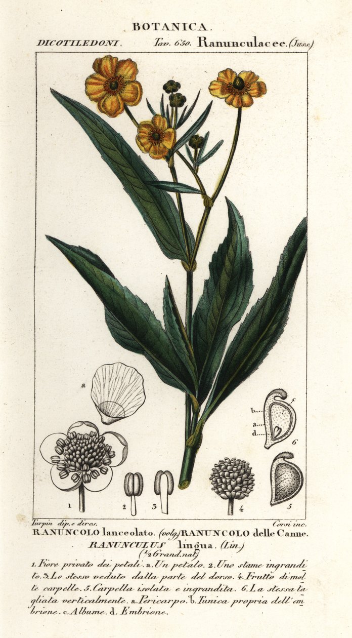 Større spydort, Ranunculus lingua af Stanghi Stanghi