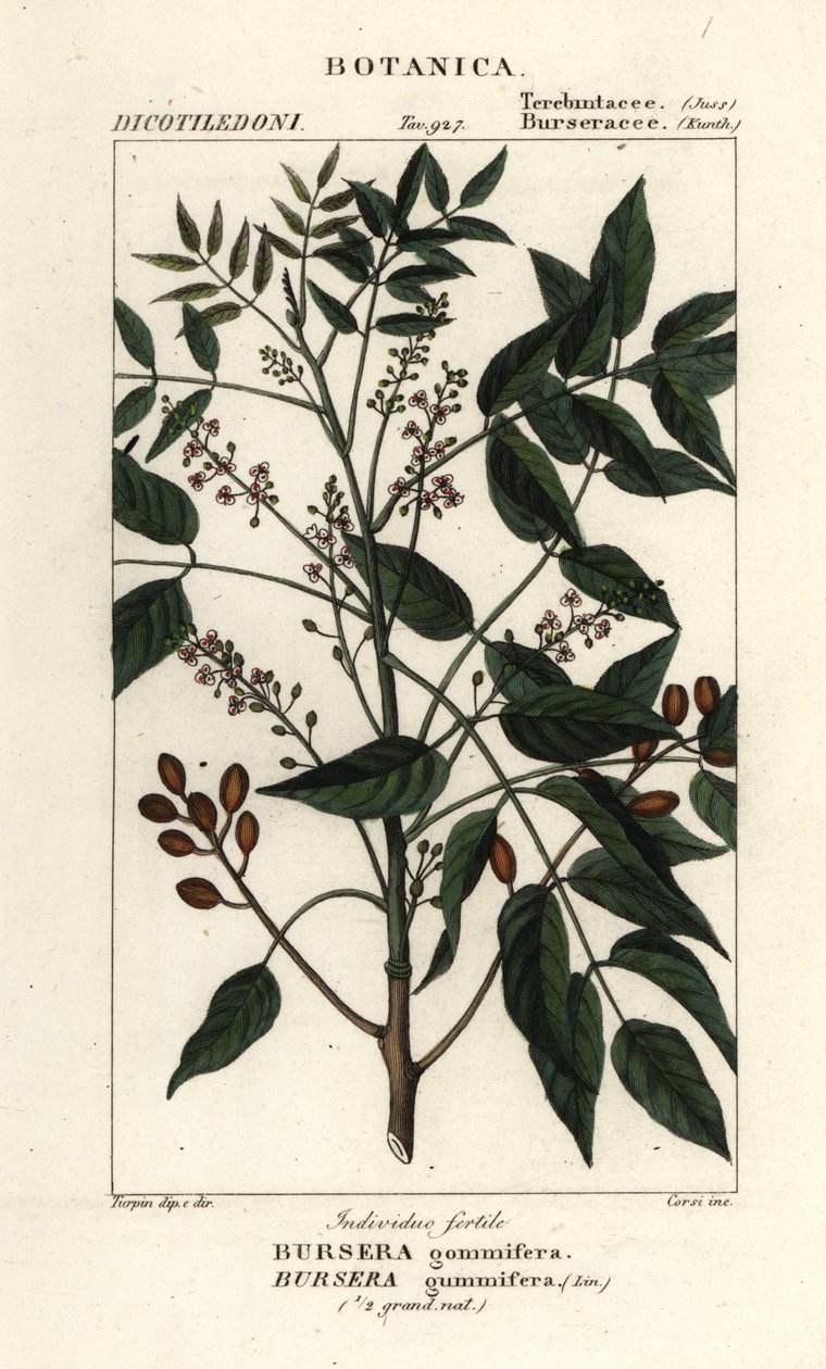 Gumbo-limbo, Bursera simaruba af Stanghi Stanghi