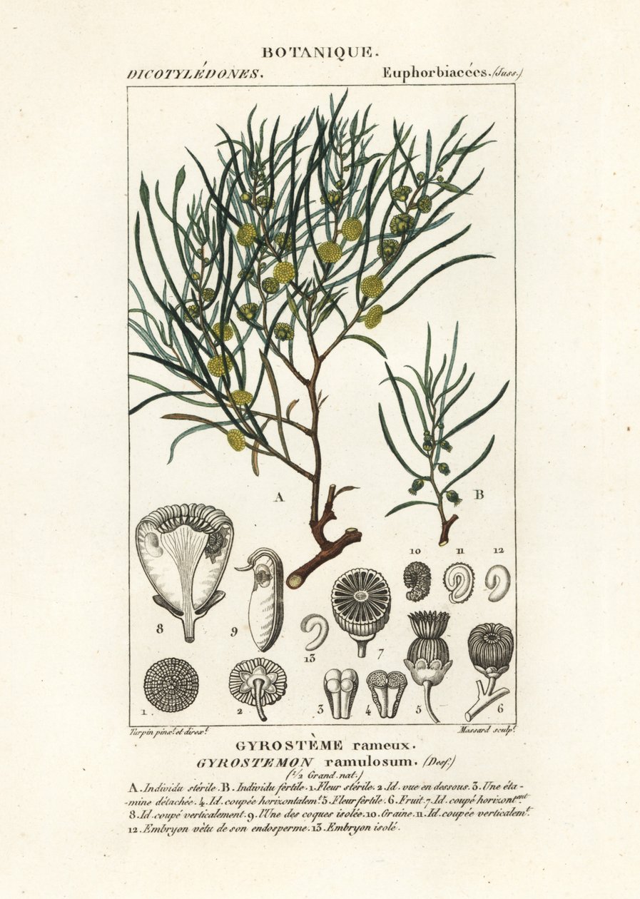 Gyrostemon ramulosus træ af Stanghi Stanghi
