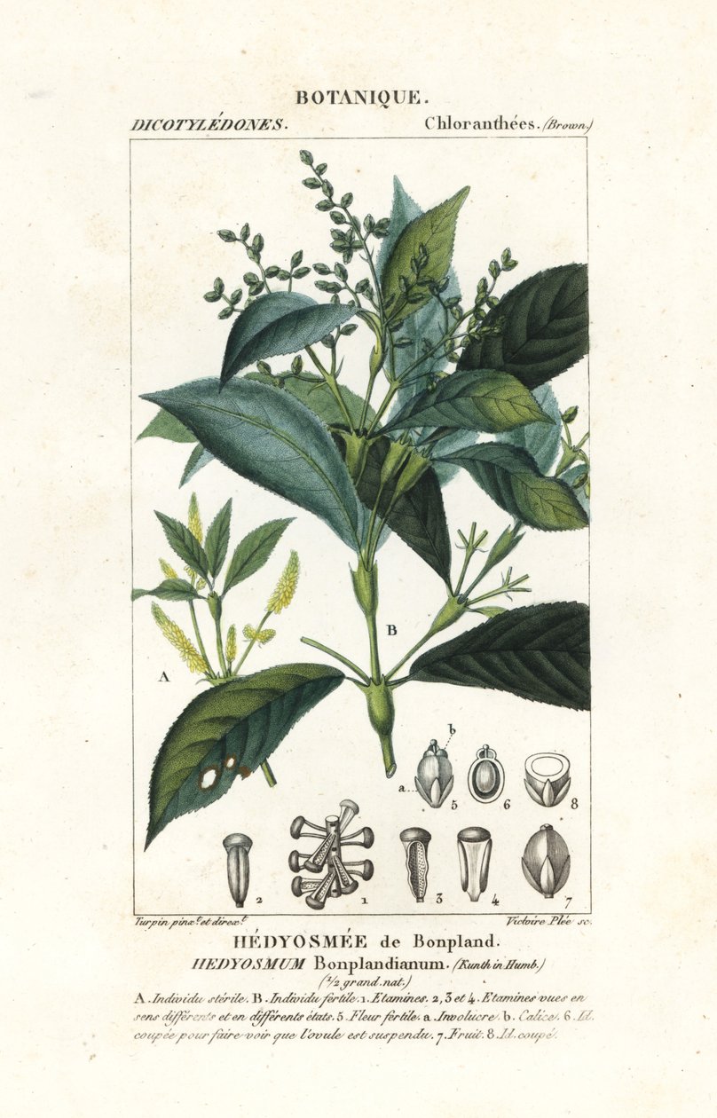 Hedyosmum bonplandianum, Kunth af Stanghi Stanghi