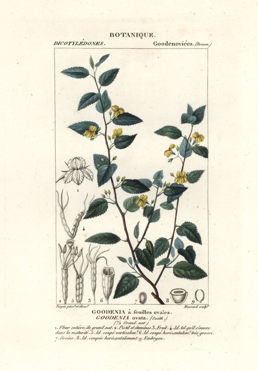 Goodenia humle, Goodenia ovata af Stanghi Stanghi