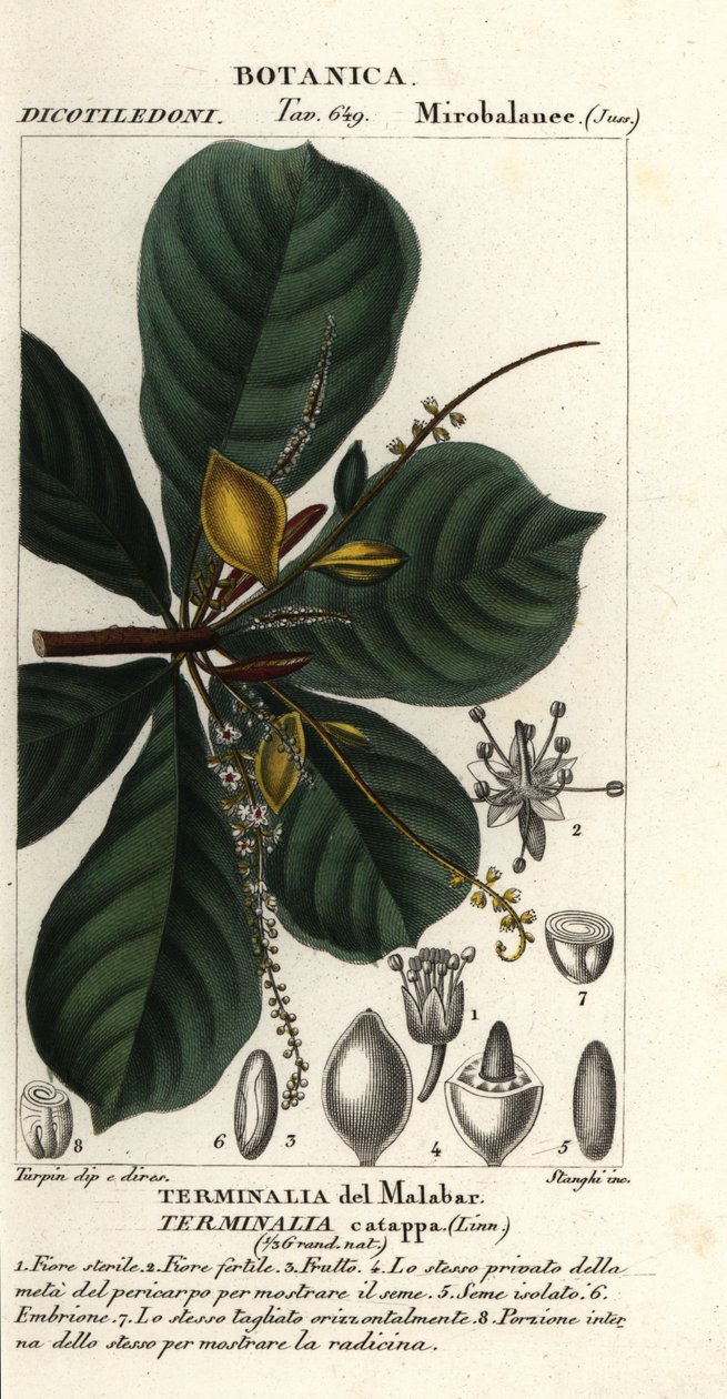 Indisk mandel, Terminalia catappa af Stanghi Stanghi