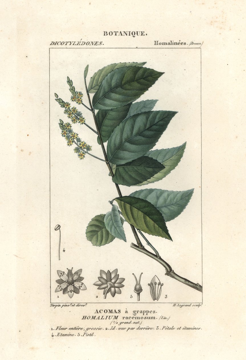 Jerntræ, Homalium clusterumus af Stanghi Stanghi