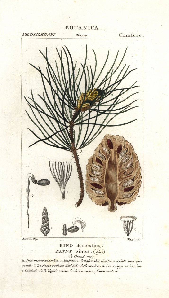 Italiensk stenfyr, Pinus pinea af Stanghi Stanghi