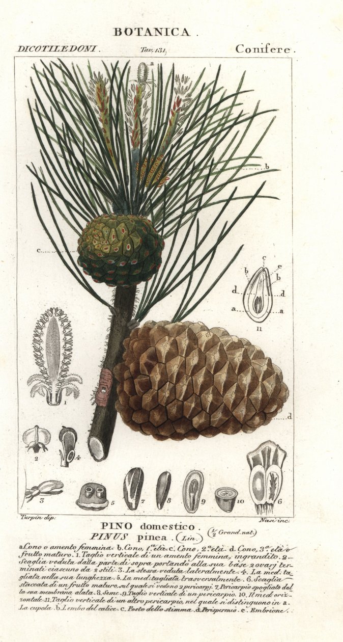 Italiensk stenfyr, Pinus pinea, Stenfyr af Stanghi Stanghi