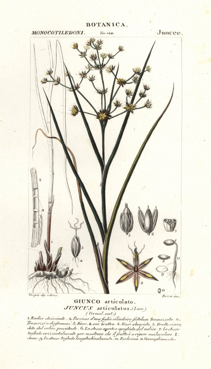 Ledsus, Juncus articulatus af Stanghi Stanghi