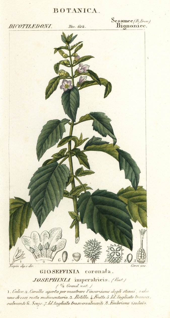 Kejserinde Josephine af Stanghi Stanghi