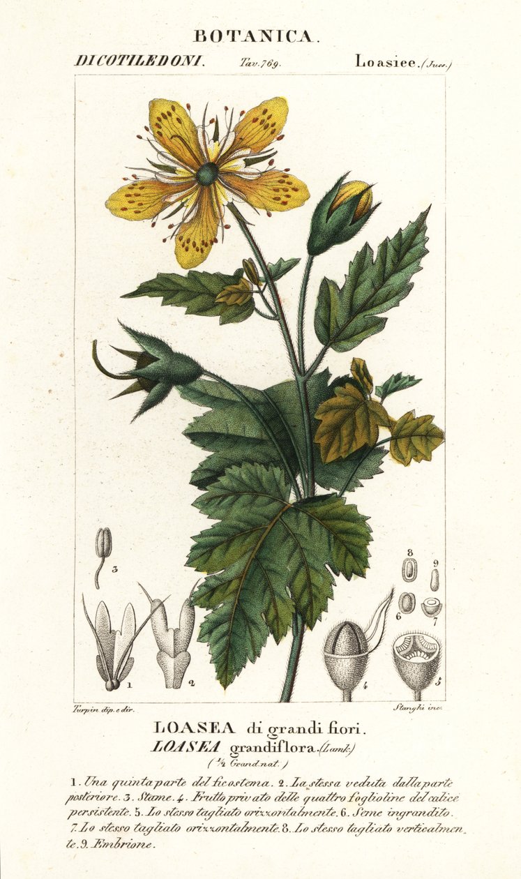 Loasea grandiflora af Stanghi Stanghi