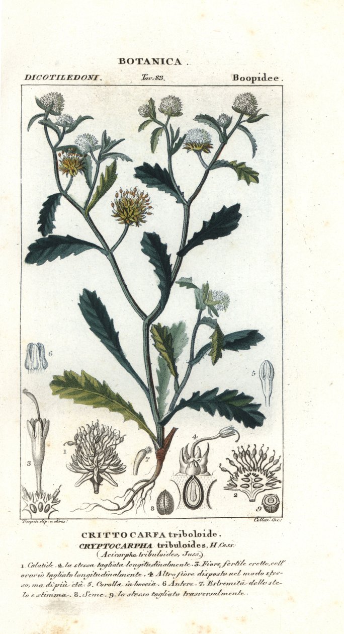 Madam gorgon, Acicarpha tribuloides af Stanghi Stanghi