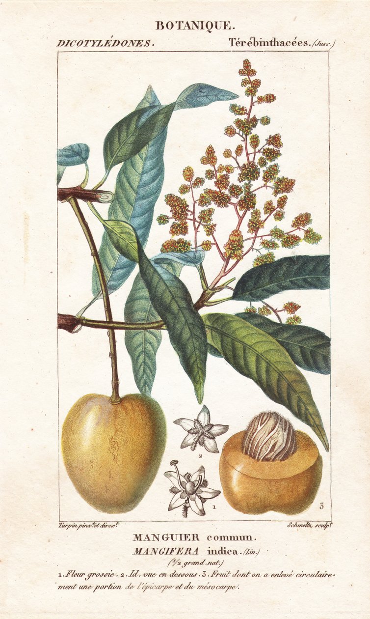 Mango frugt og sektion, Mangifera indica af Stanghi Stanghi