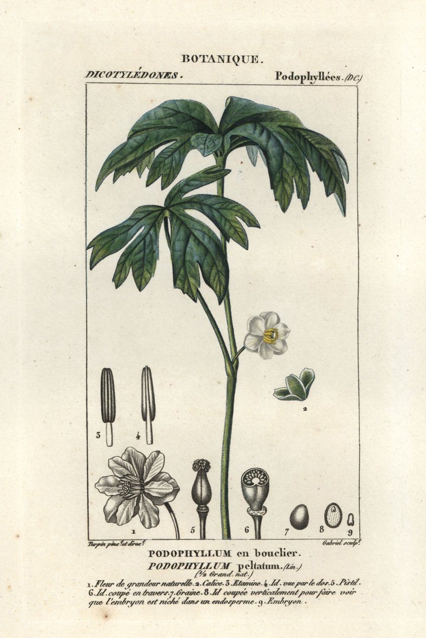 Majæble, Podophyllum peltatum af Stanghi Stanghi