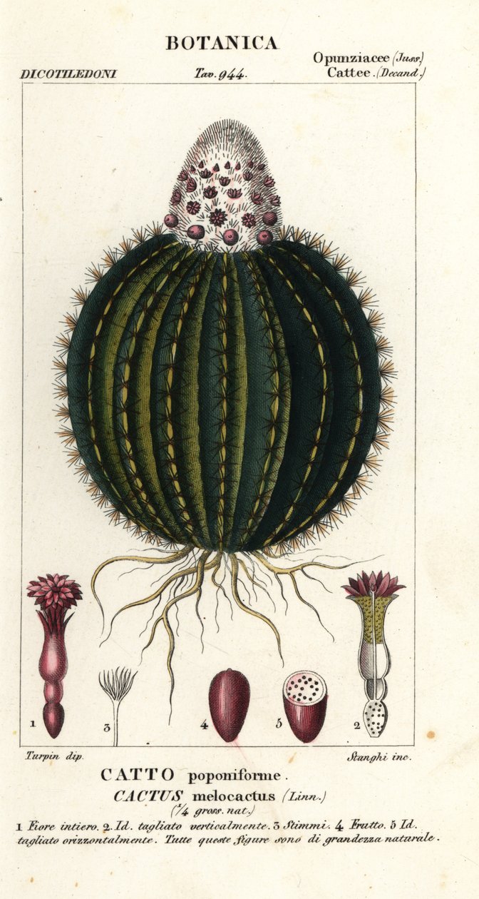 Melonkaktus, Melocactus caroli-linnaeus af Stanghi Stanghi
