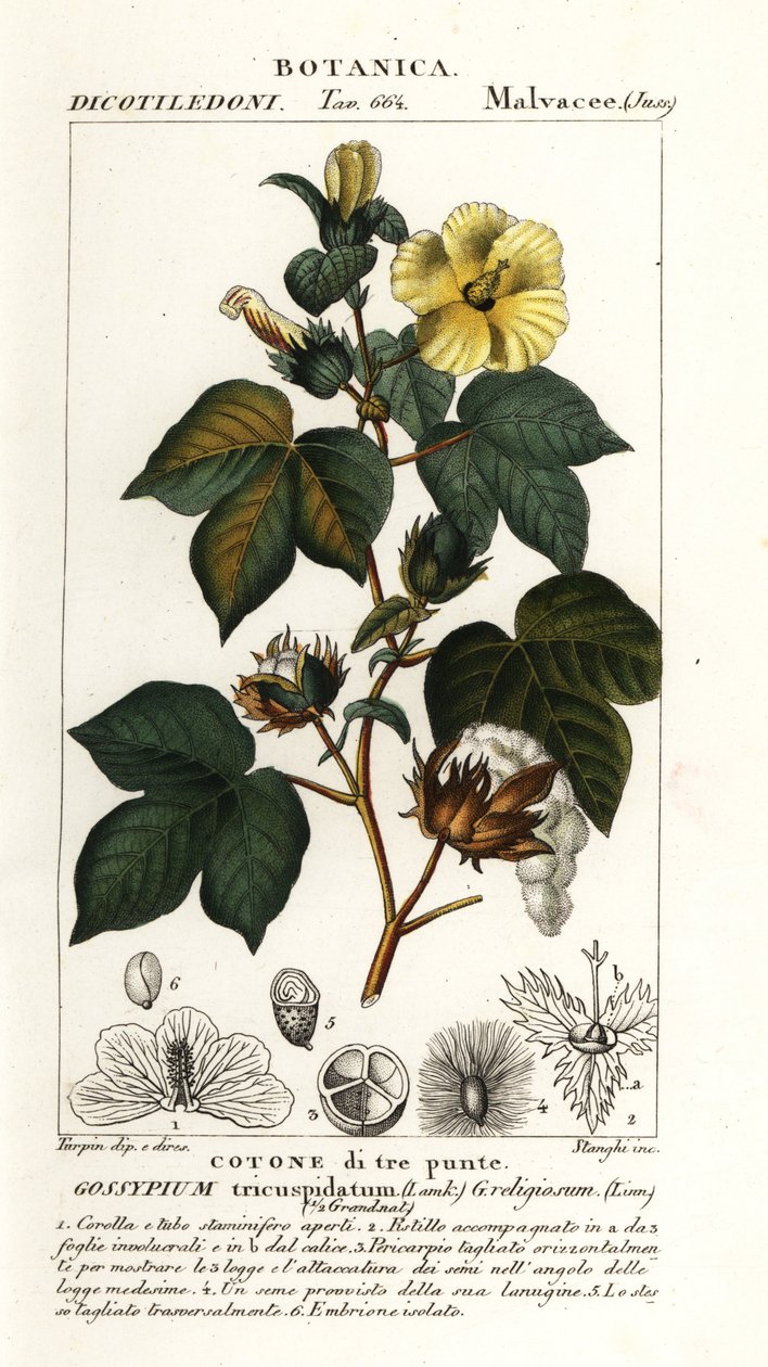 Mexicansk bomuld, Gossypium hirsutum af Stanghi Stanghi