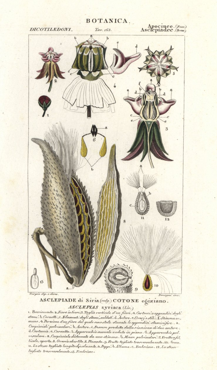 Milkweed, Asclepias syriaca af Stanghi Stanghi