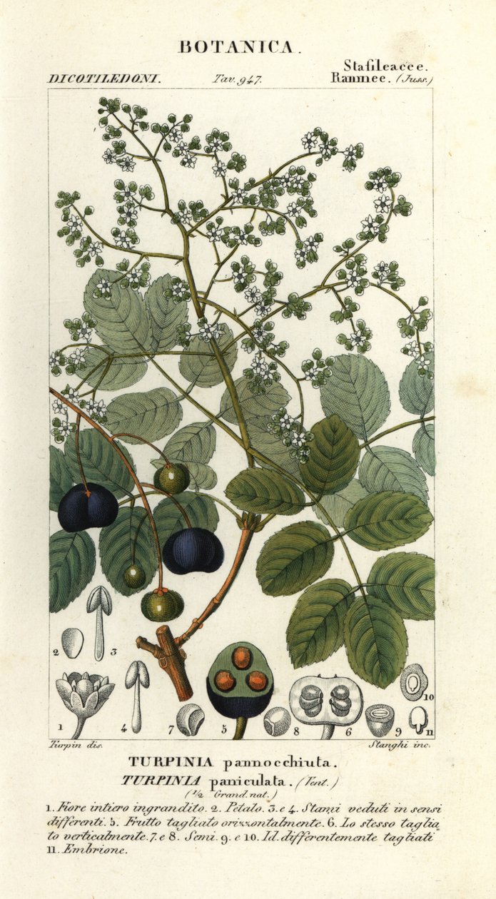 Fåreskove, Turpinia occidentalis af Stanghi Stanghi