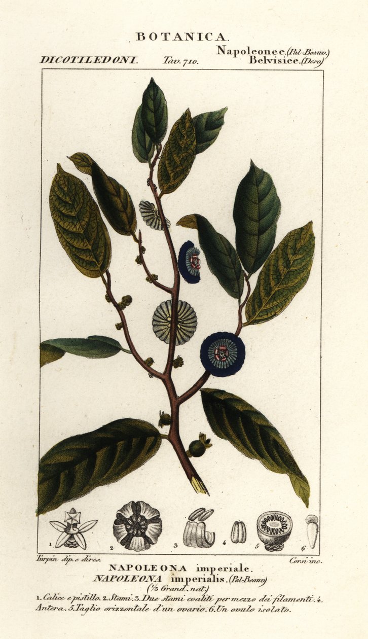 Napoleonaea imperialis af Stanghi Stanghi