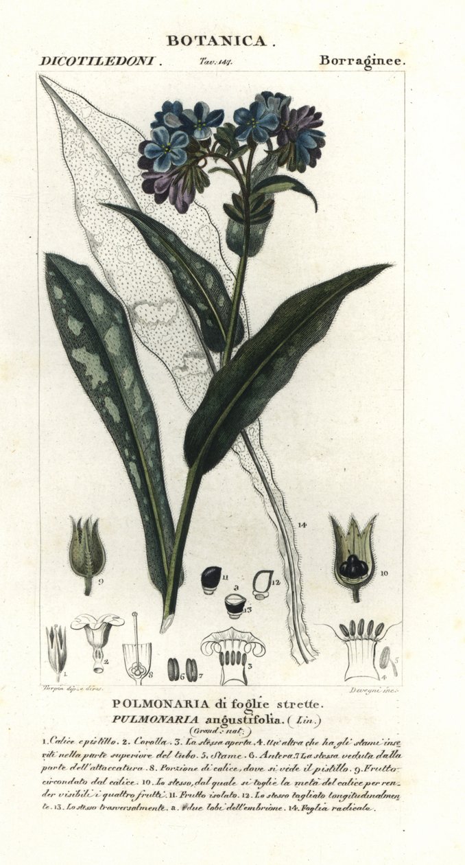 Smalbladet lungeurt, Pulmonaria angustifolia af Stanghi Stanghi