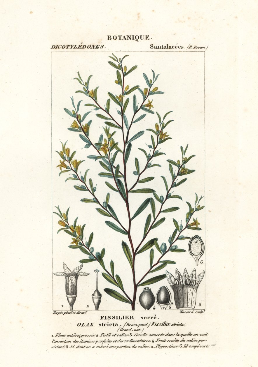 Olax stricta af Stanghi Stanghi