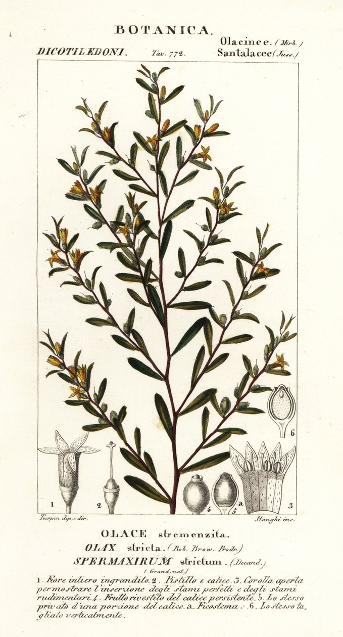 Olax stricta af Stanghi Stanghi